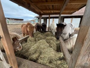 Happy Horses_Foto privat