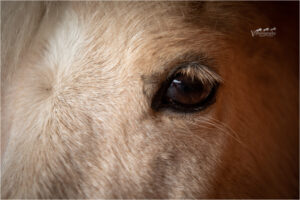 Pferdeauge_Foto VI Photography 