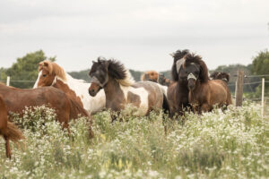 Islandpferde auf der Weide_Foto von saendras